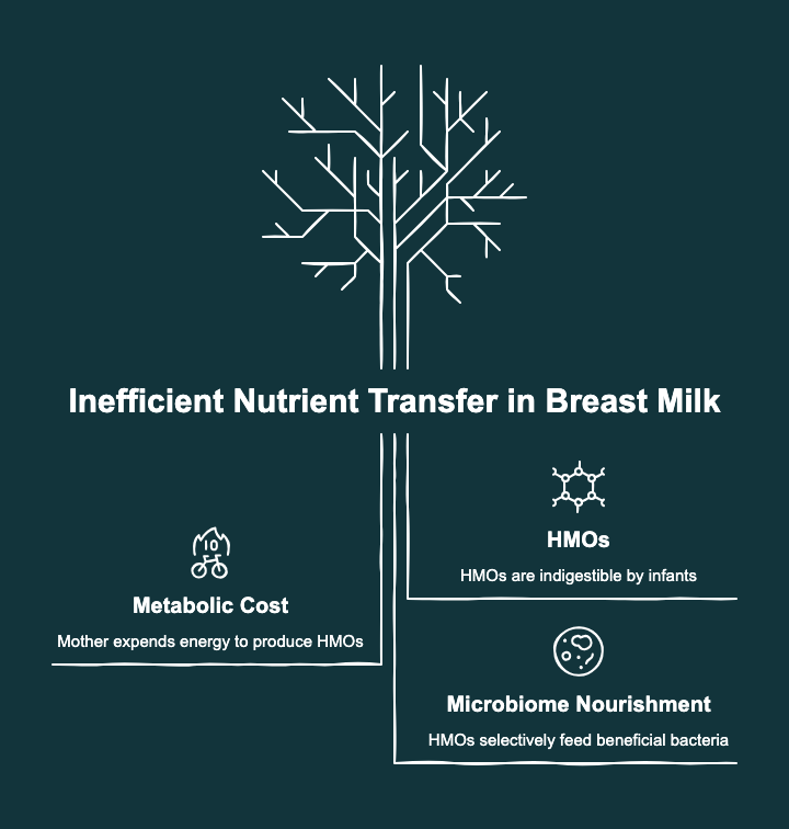 Are fermented foods good for you infographic showing how gut microbiome nutrient transfer works